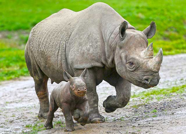 Endangered Rhino's