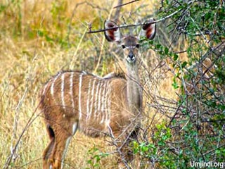 kudu_cow