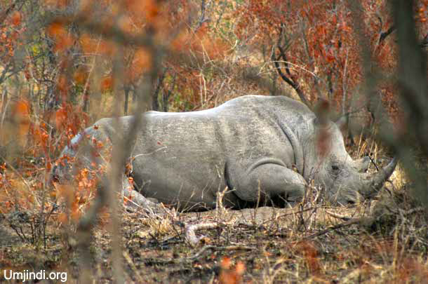 Endangered Rhino