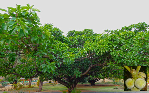 wild fig tree